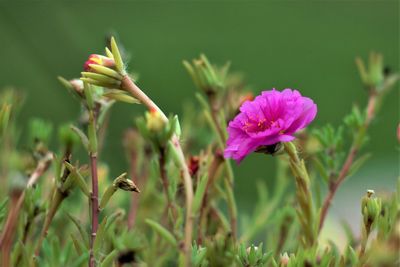 Close-up of pink flowering plant