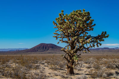 Tree on field against sky