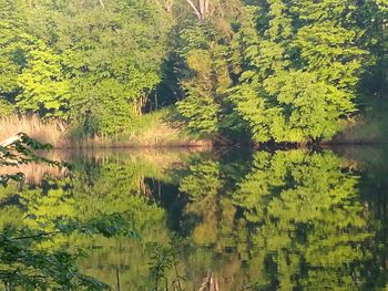 Scenic view of lake in forest