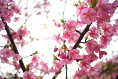 Low angle view of pink flowers blooming on tree