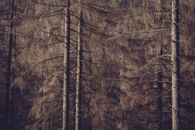 Full frame shot of pine trees in forest