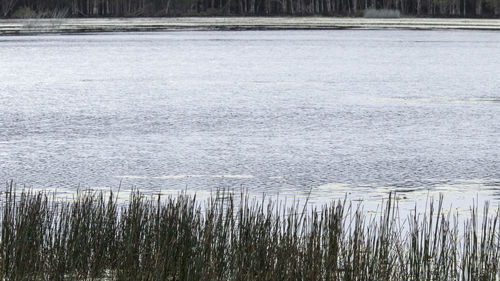 Scenic view of lake during winter