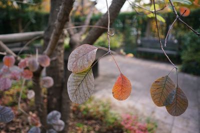 Close-up of leaves growing on tree