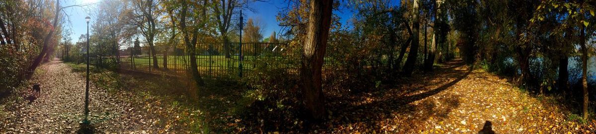 Panoramic view of trees in forest against sky