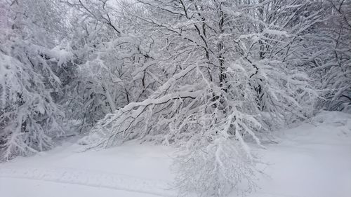 Scenic view of snow covered landscape