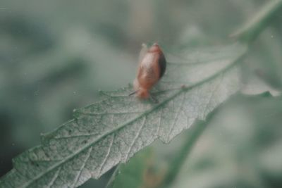 Close-up of insect on leaf