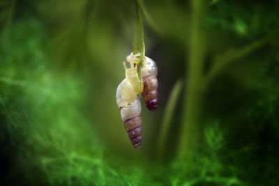 Close-up of hanging snails on leaf