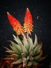High angle view of cactus
