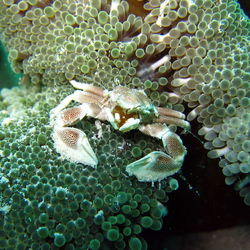 Close-up of fish swimming in sea