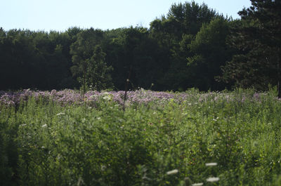 Flowers growing in field