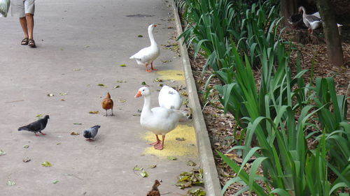 High angle view of birds on footpath