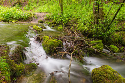 Stream flowing through forest