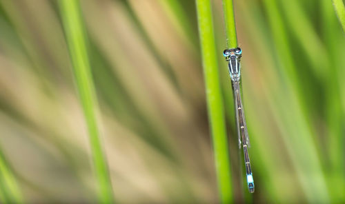 Close-up of green leaf on grass