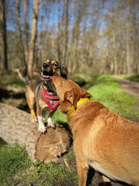 Dogs running on field