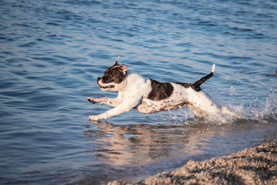 Dog on a sea