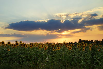 Plants growing on field against sky during sunset