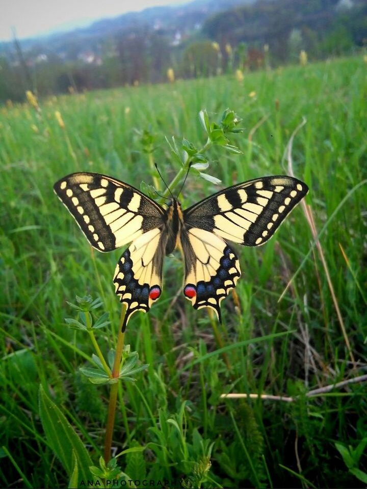 insect, animals in the wild, wildlife, animal themes, one animal, butterfly - insect, butterfly, focus on foreground, close-up, nature, natural pattern, beauty in nature, animal markings, plant, growth, pollination, field, fragility, flower, tranquility, day, outdoors, green color, animal wing