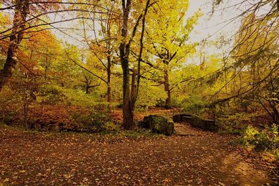 Trees in forest during autumn