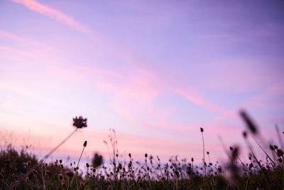 Purple flowering plants on field against sky during sunset