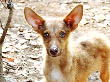 Close-up portrait of dog on field