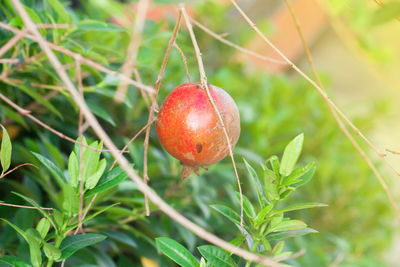 Close-up of red berries growing on plant