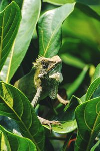 Close-up of lizard on plant