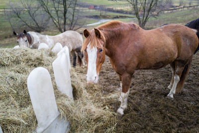 Horses standing in ranch