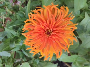 Close-up of orange flower blooming outdoors