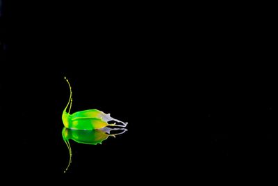 Close-up of crab over black background