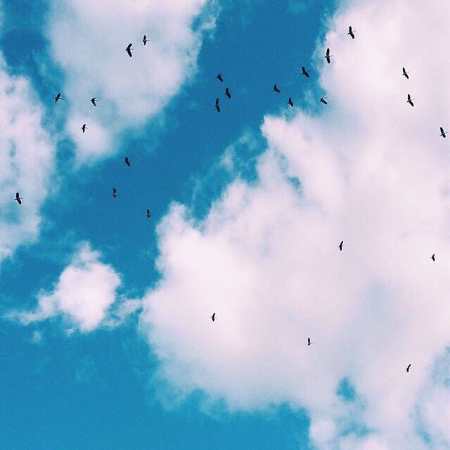 bird, flying, animal themes, animals in the wild, flock of birds, wildlife, sky, low angle view, cloud - sky, mid-air, spread wings, cloudy, cloud, nature, silhouette, migrating, medium group of animals, beauty in nature, freedom