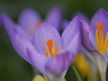 Close-up of purple crocus flowers