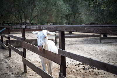 View of a horse on field