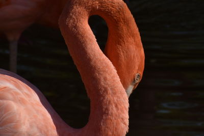 Beautiful birds eye view of elegant curves of orange and pink flamingos close up