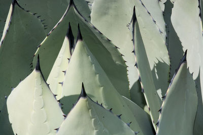 Full frame shot of succulent plant