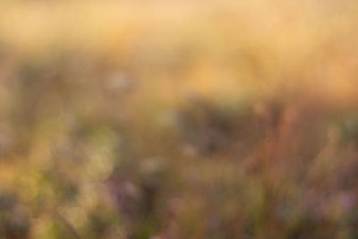 Defocused image of plants