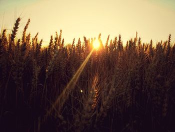 Close-up of wheat field against sky at sunset