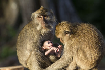 Monkey sitting outdoors