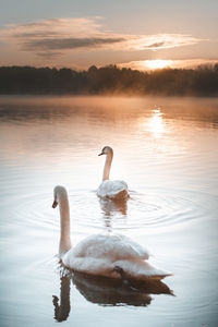 2 swans in the cedzyna lake. 