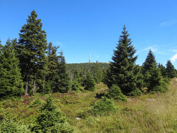 Pine trees in forest against clear blue sky