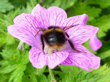 Close-up of bee pollinating on pink flower