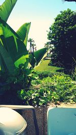 Plants growing in yard against clear sky