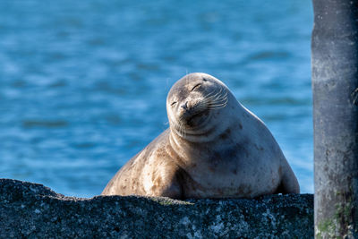 High angle view of seal