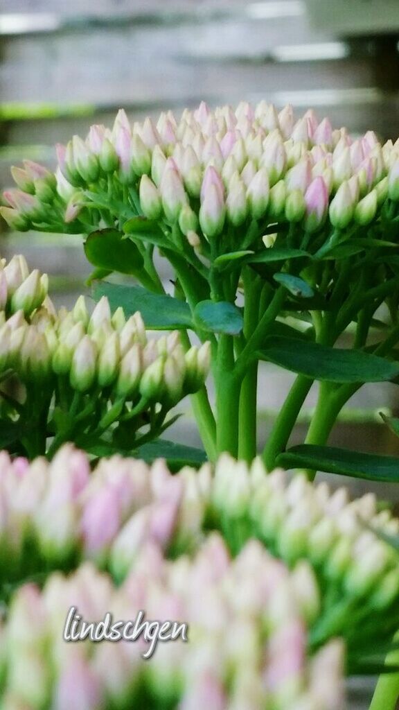 text, western script, freshness, communication, large group of objects, for sale, close-up, abundance, selective focus, bouquet, retail, arrangement, shop, green color, bunch of flowers, retail display, collection, assortment, heap