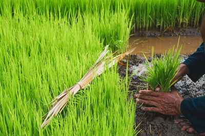 The middle of the human body picks rice plant seeds on traditional agriculture in asia.