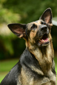 Close-up of dog looking away