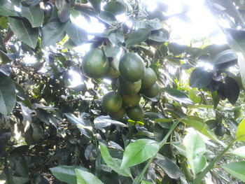 Close-up of fruits growing on tree