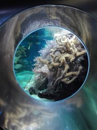 Close-up of fish in sea