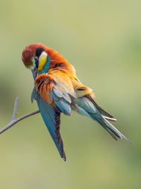 Close-up of parrot perching on branch