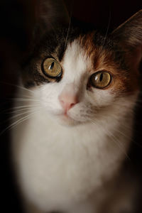 Close-up portrait of a cat