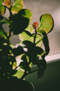 Close-up of insect on plant